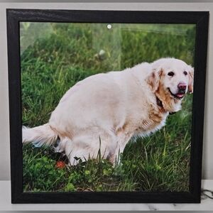 Pooping Golden Retriever Framed Photo (12"x12")